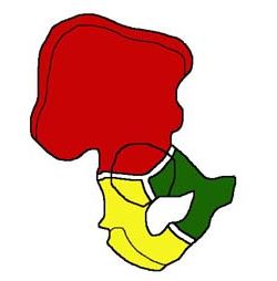 Перелом вертлужной впадины классификация